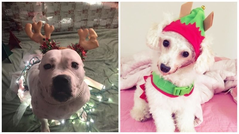 25 собак, которые встречают свое первое Рождество