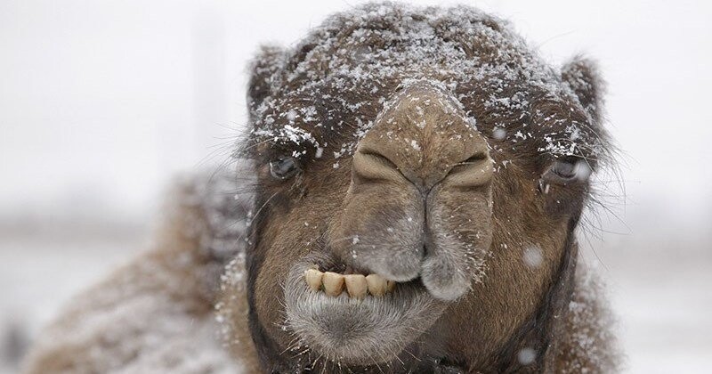 «Корабль пустыни» в снегах Сибири: в Иркутской области спасали верблюда