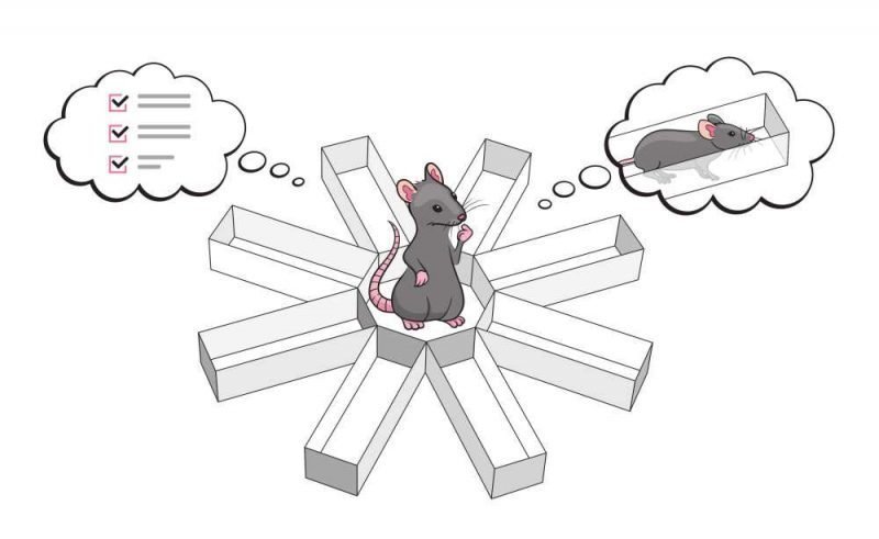 Ученые научились читать мысли крыс и предсказывать, куда они пойдут дальше