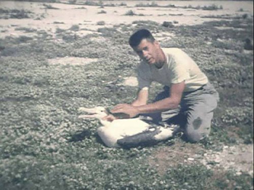  Чендлер Роббинс окольцовывает альбатроса на атолле Мидоуэй. Исследователь скончался в 2017 году
