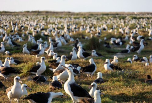  Большая-пребольшая семья альбатросов