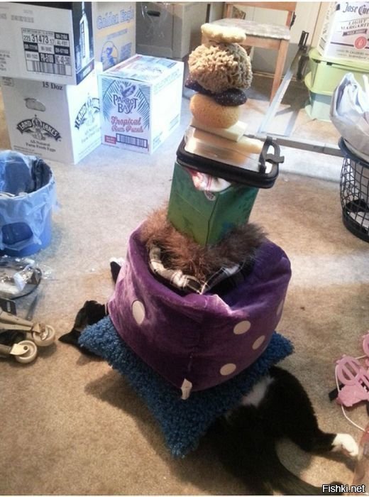 Проверям терпение кота