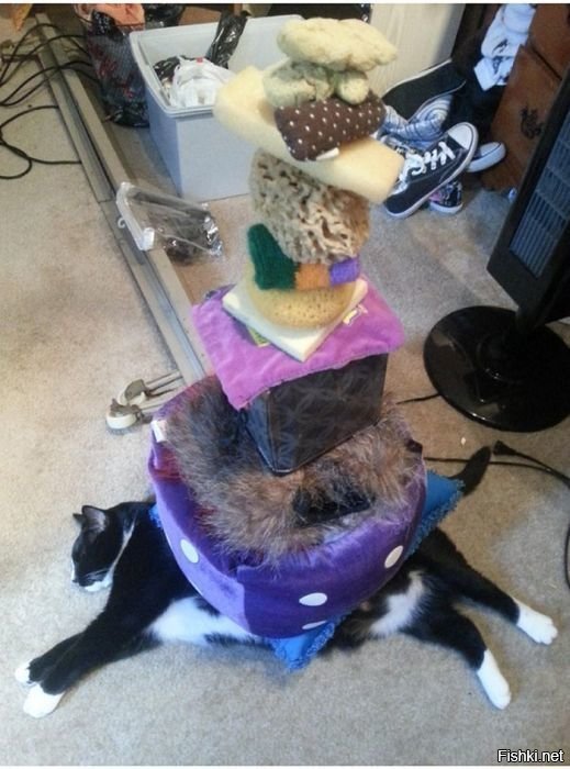 Проверям терпение кота