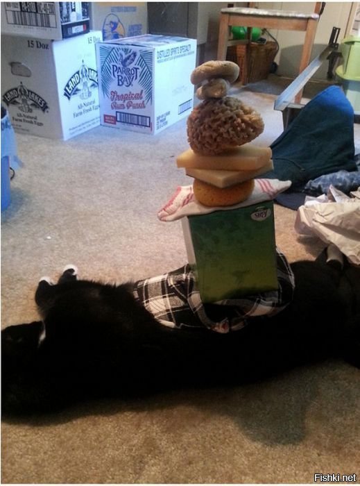 Проверям терпение кота