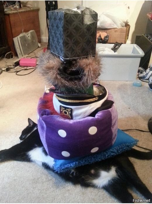 Проверям терпение кота