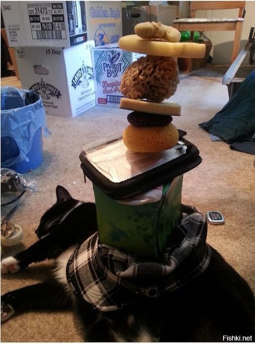 Проверям терпение кота