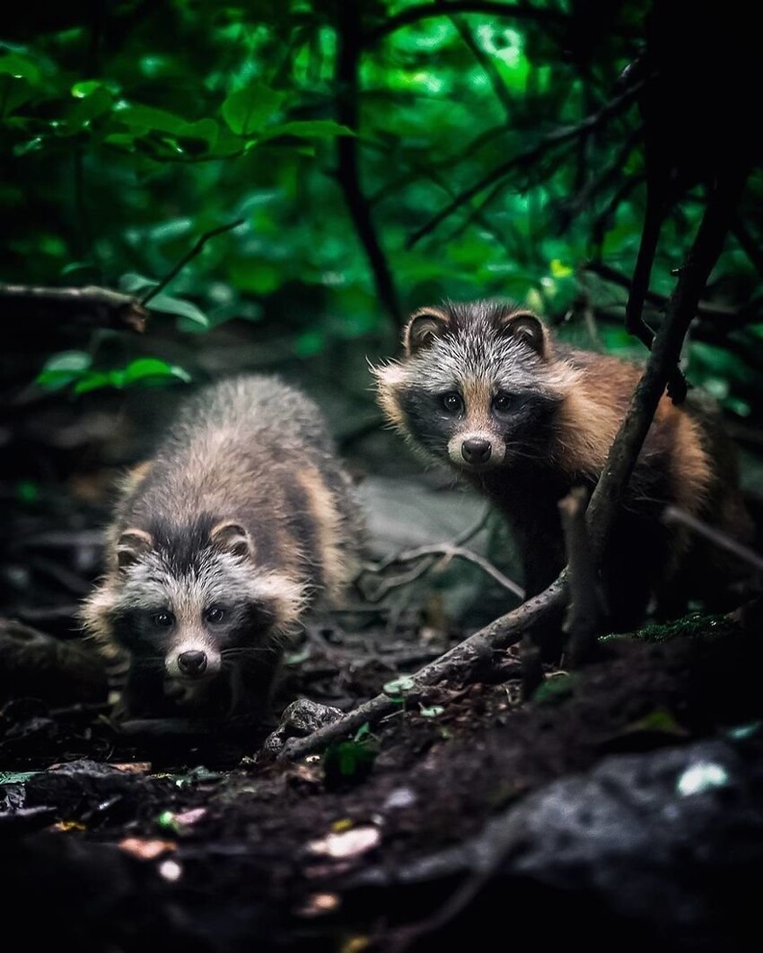 Фотограф показывает, насколько свободно чувствуют себя животные в диких лесах Финляндии