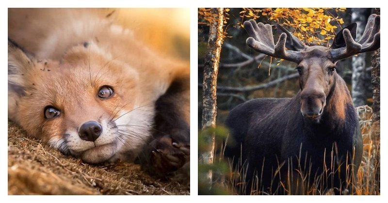 Фотограф показывает, насколько свободно чувствуют себя животные в диких лесах Финляндии