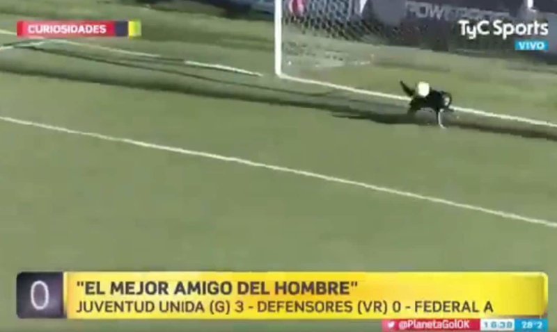 Собака защитила ворота от гола во время футбольного матча в Аргентине