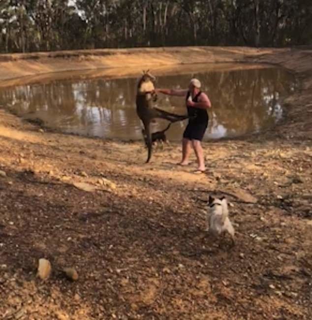 Пожилой австралиец решил побоксировать с кенгуру, защищая своих собак
