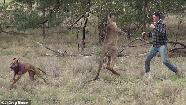 Только в Австралии: кенгуру сбил с ног мужчину, который решил с ним побороться