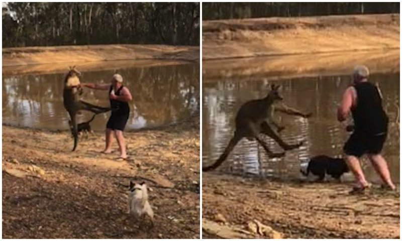Только в Австралии: кенгуру сбил с ног мужчину, который решил с ним побороться