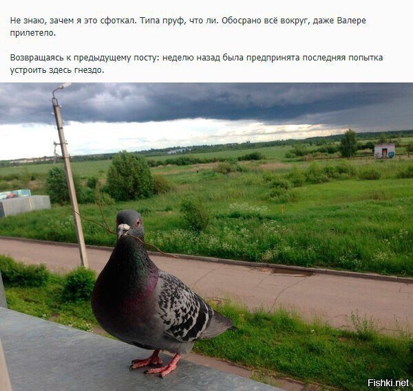 Про голубя Валеру