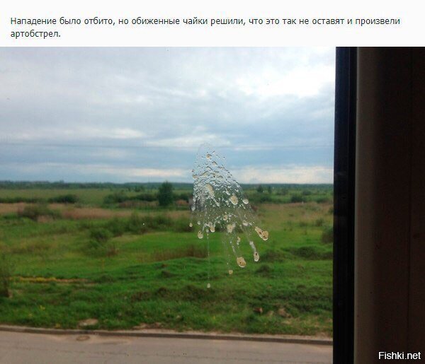 Про голубя Валеру