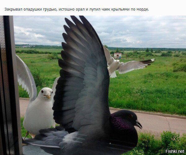 Про голубя Валеру