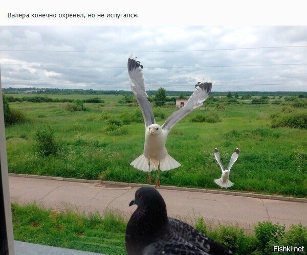 Про голубя Валеру