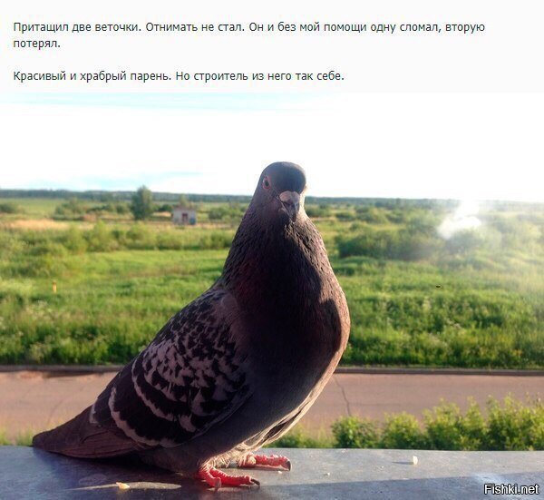 Про голубя Валеру