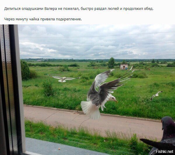 Про голубя Валеру