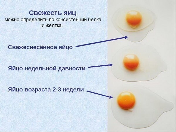 Чтобы яйца были свежими: храним и проверяем правильно