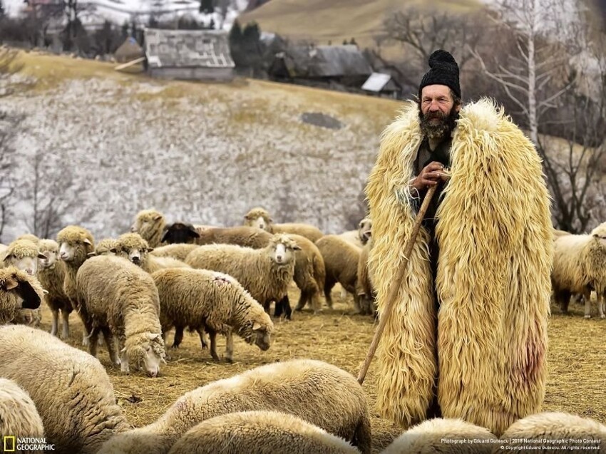 Пастух из Трансильвании, Эдуард Гутеску