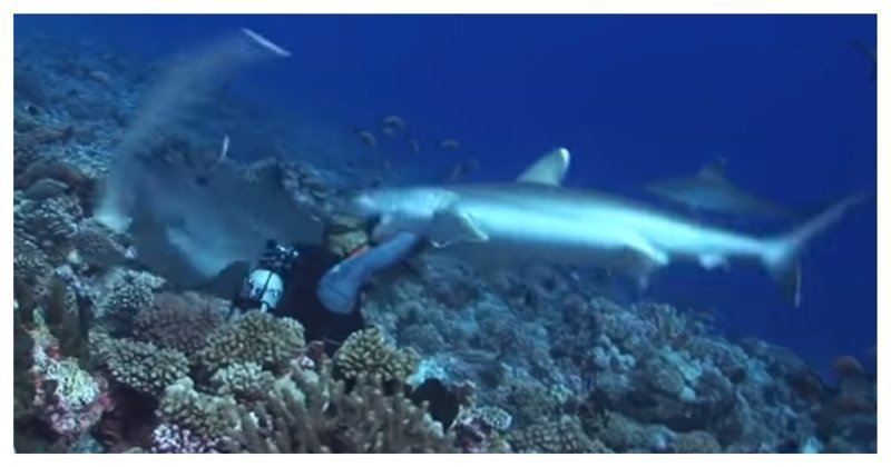 Акула зубами сорвала маску с лица дайвера у побережья Полинезии