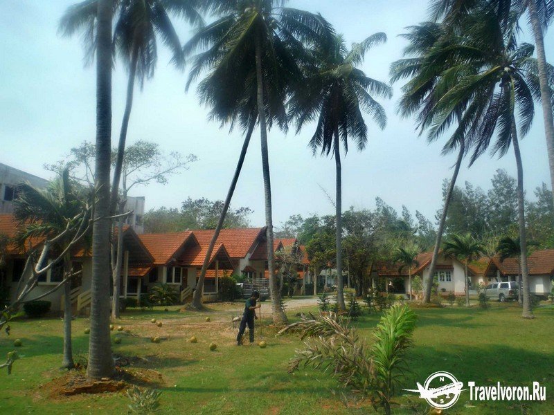 Как собирают кокосы в Таиланде