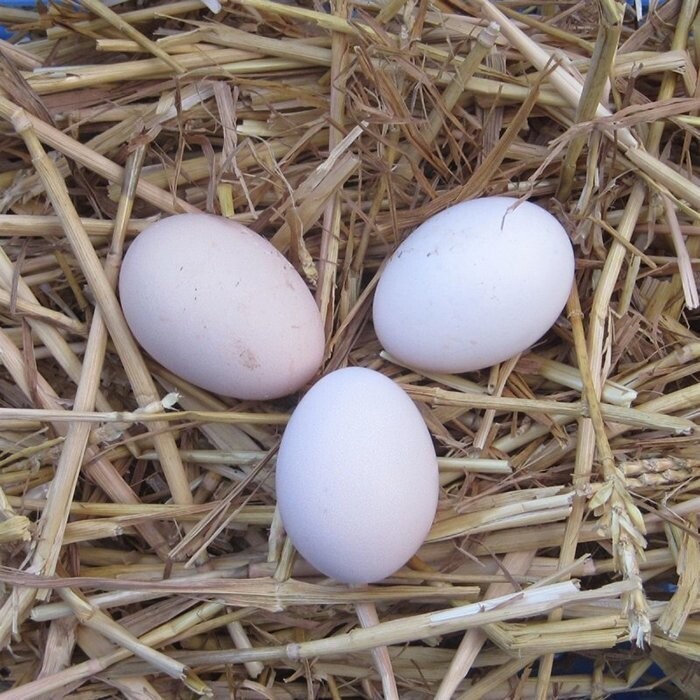 Яйца аям чемани.