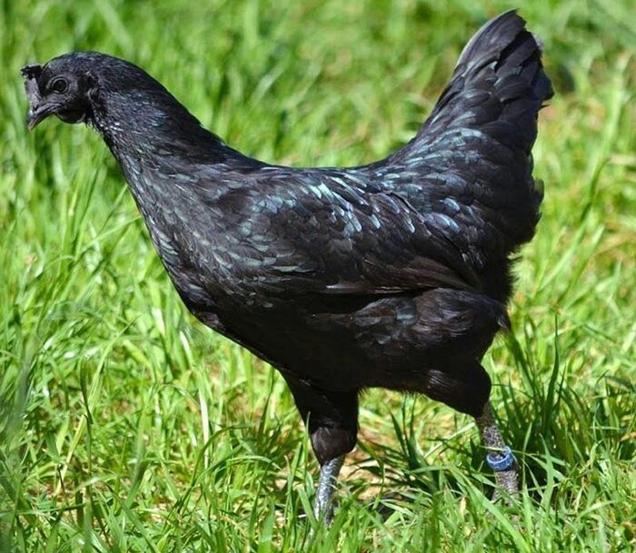 Причиной такого феномена является наличия у таких куриц доминантного гена (ген EDN3), который вызывает гиперпигментацию. Этот ген есть и у обычных куриц, но у аям чемани по невыясненной причине его активность в 10 раз выше обычного. 