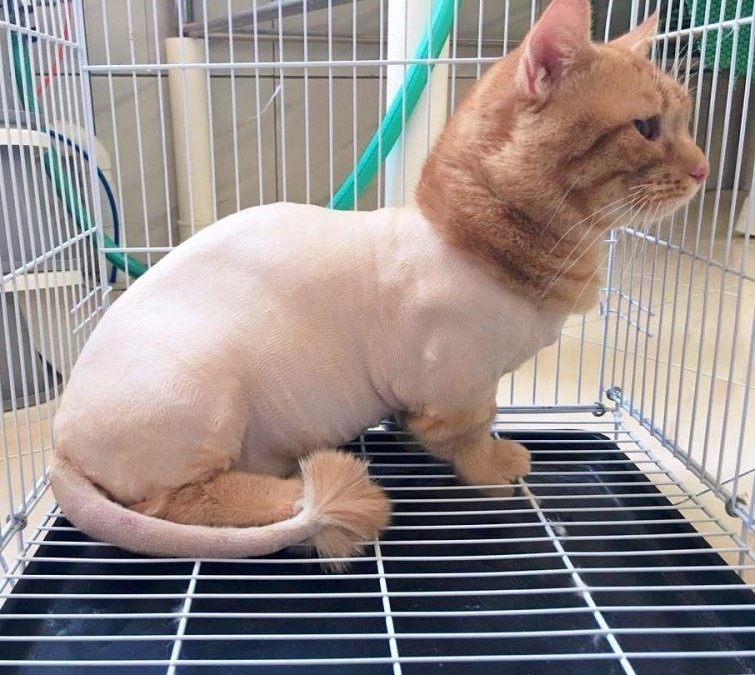 30 смешных кошек и собак до и после того, как они побывали у парикмахера
