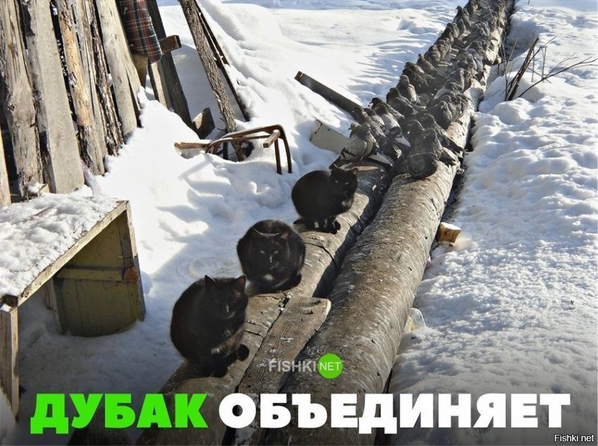 Дубак обьединяет