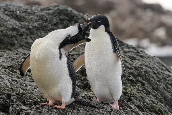 Как 1,5-миллионная суперколония пингвинов оставалась незамеченной почти 3000 лет