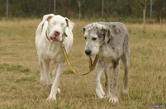 Собачка выгуливает своего слепого друга