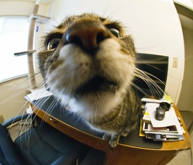 Забавные любопытные кошки, попавшие в объектив фотокамеры