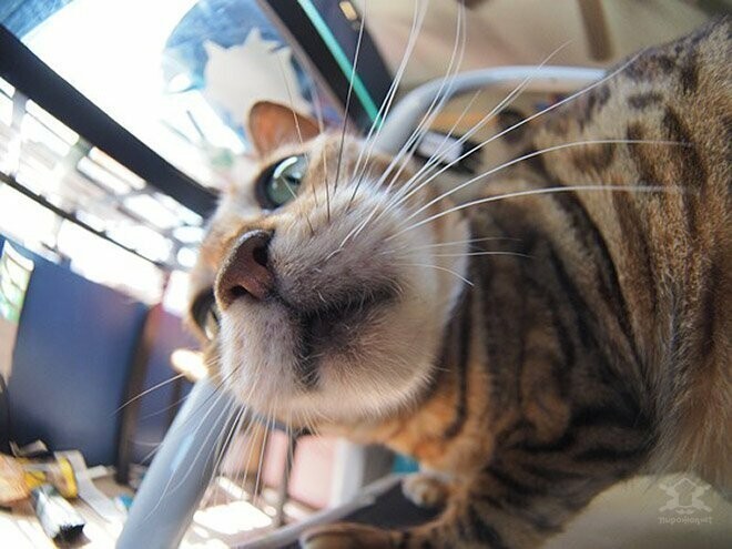 Забавные любопытные кошки, попавшие в объектив фотокамеры