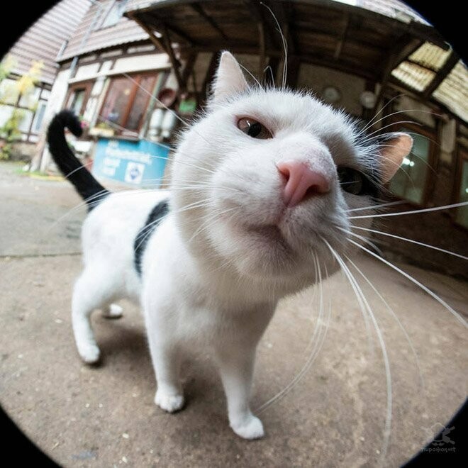 Забавные любопытные кошки, попавшие в объектив фотокамеры