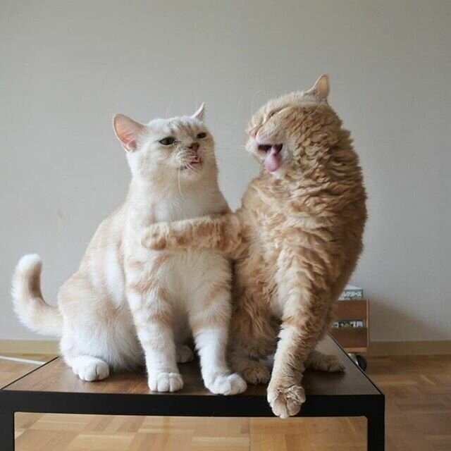 10. Кошки обычно правши, а коты левши.