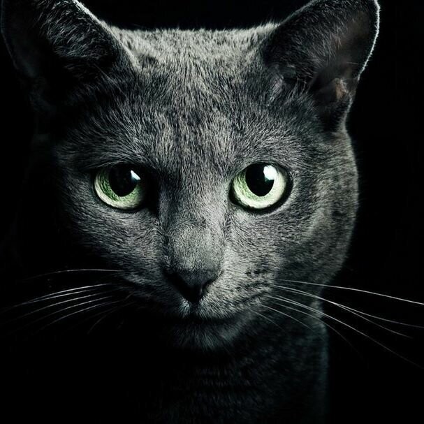 15. Кошачий нос — уникальная штука, которая у каждой кошки индивидуальна, совсем как отпечатки пальцев у человека.