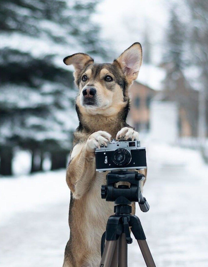 Четвероногий фотограф