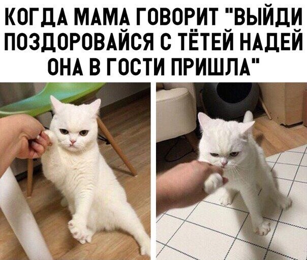 Прикольные и смешные картинки