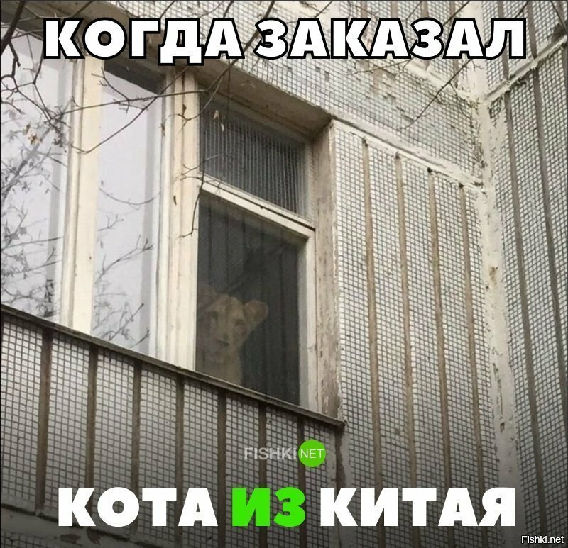Заказал кота из Китая