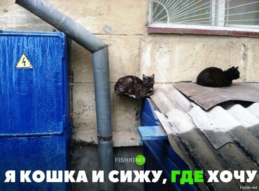 Я кошка и сижу, где хочу
