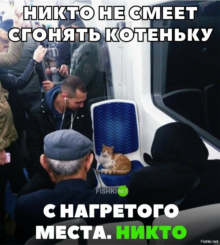 Никто не смеет сгонять котеньку
