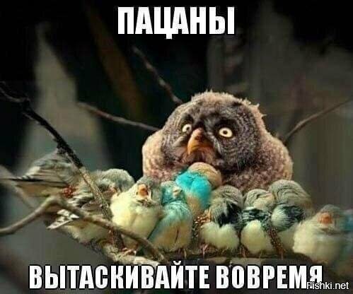 Angry birds начало