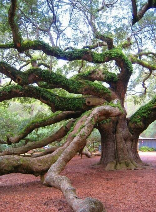 Дуб Ангела — одно из самых старых деревьев в мире