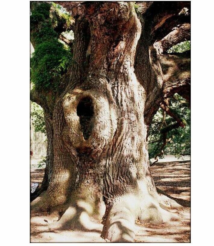 Дуб Ангела — одно из самых старых деревьев в мире