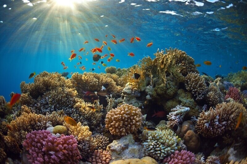 Морской биолог нашел способ быстро выращивать кораллы
