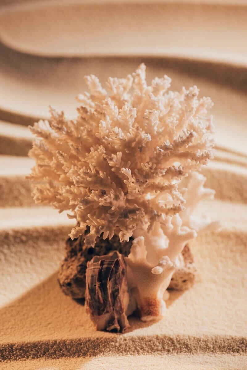 Морской биолог нашел способ быстро выращивать кораллы