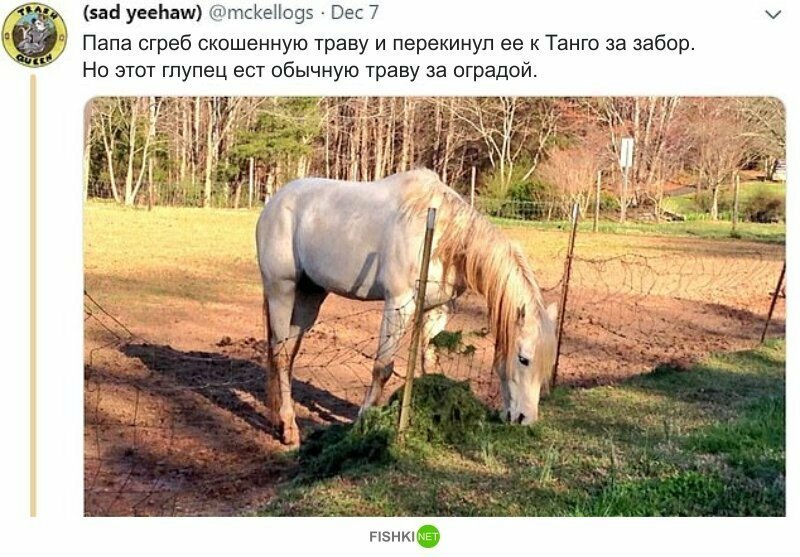 Конь по кличке Танго очаровал интернет своими уморительными выходками