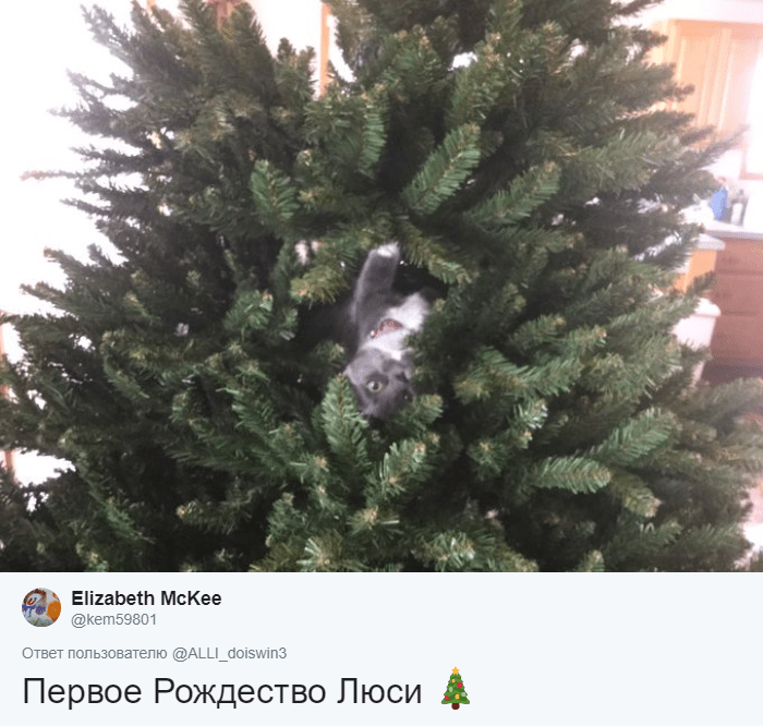 Флешмоб: найди кота на ёлке