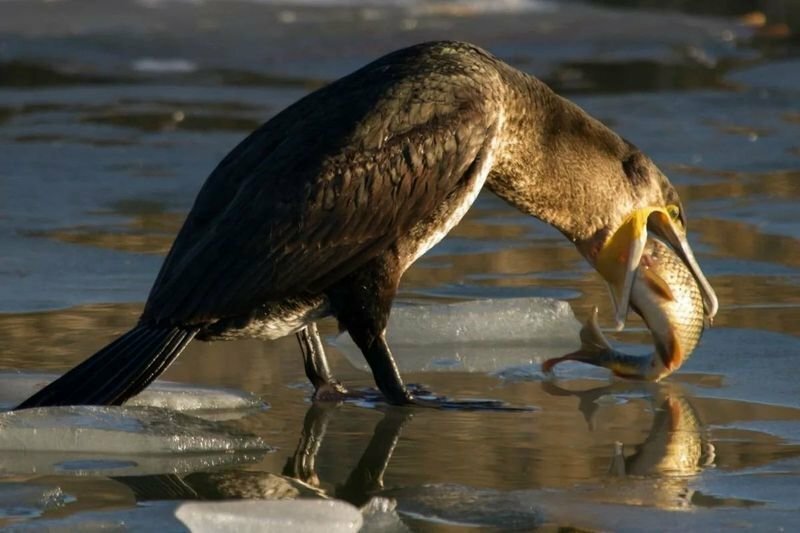 12 взрослых посланий Деду Морозу, без всякой скромности и церемоний